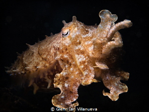 This is a photo of my cuttlefish friend, nuki! I have bee... by Glenn Ian Villanueva 
